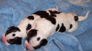 Beagles_Puppies