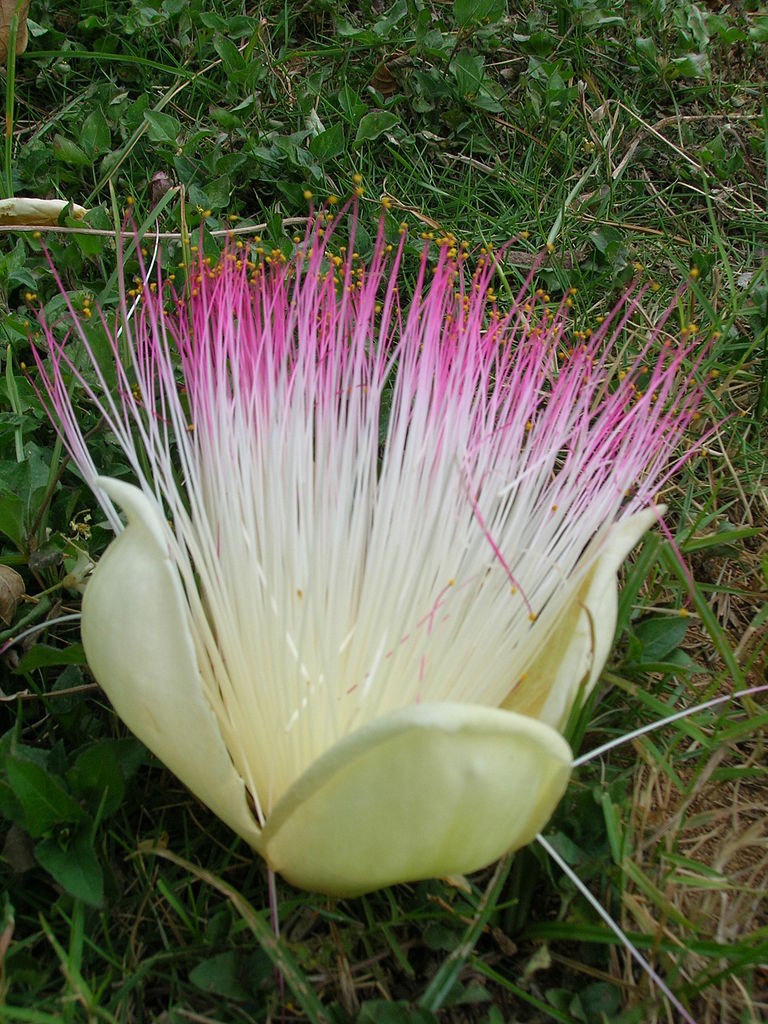 Barringtonia_asiatica_flower[1]