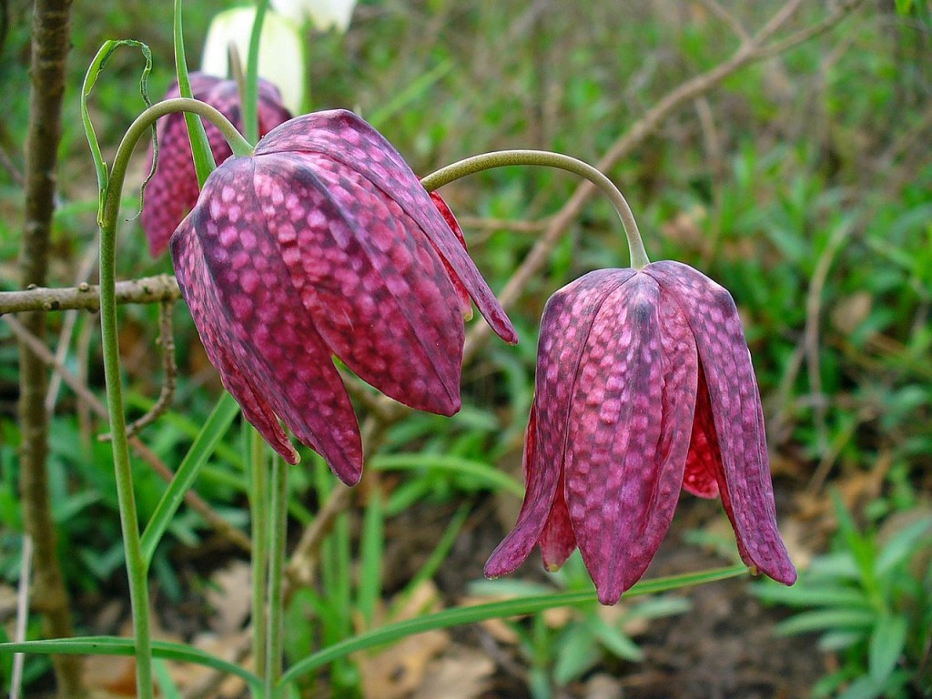 Fritillaria_meleagris[1]