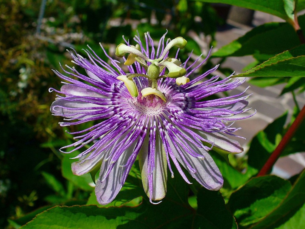 Passiflora_incarnata[1]