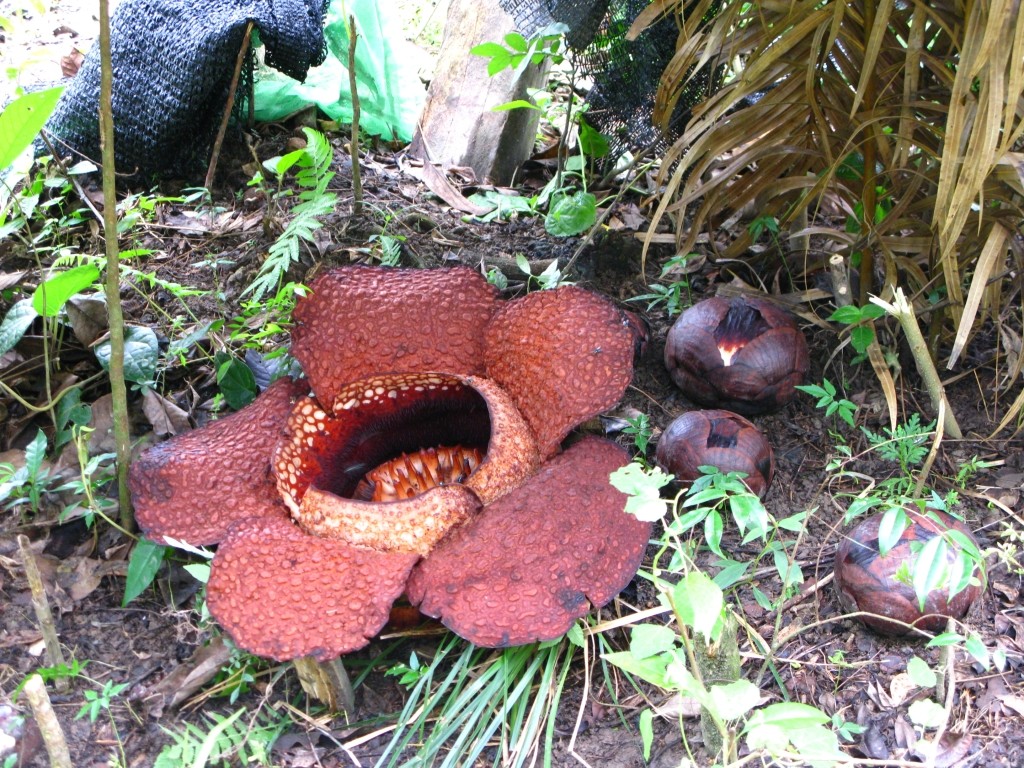 Rafflesia_arnoldii_Corpse-Lily[1]