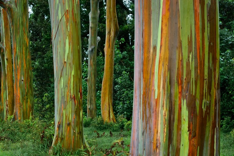 Rainbow Eucalyptus trees