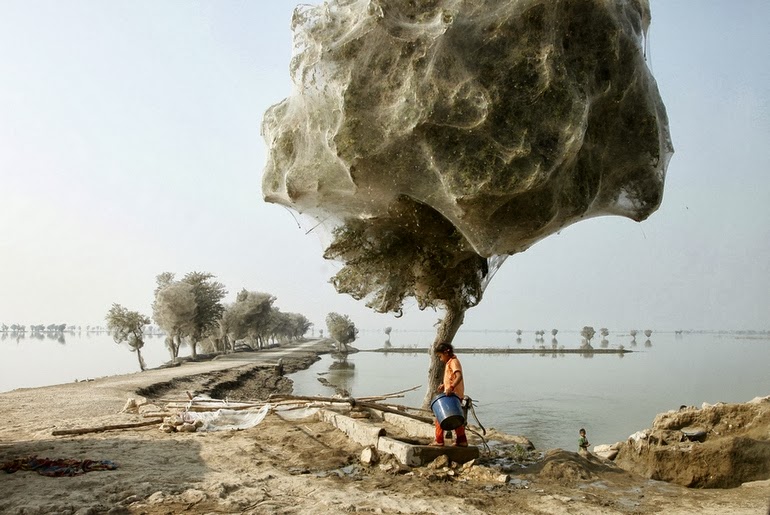 Spiderweb cocooned trees in Pakistan