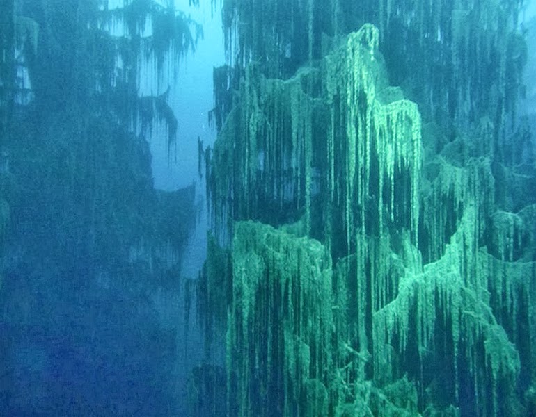 The underwater forest of Lake Kaindy