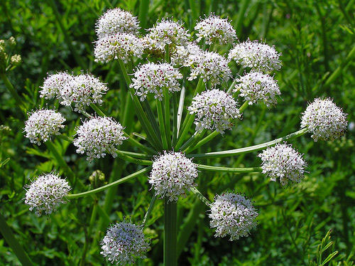 hemlock-water-dropwort