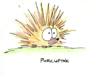 porcupine