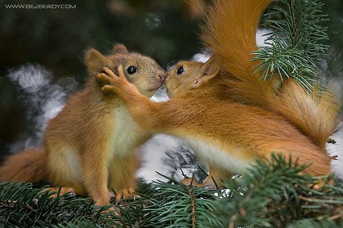 kissing squirrels